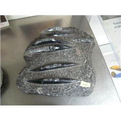 9" ancient shell fossil (3)