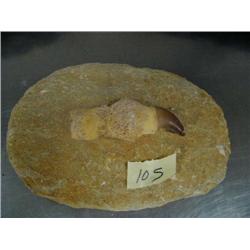 6" ancient tooth fossil (3)