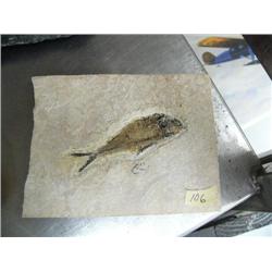 6" ancient fish fossil (3)
