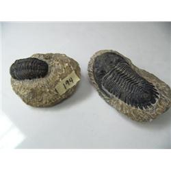 2 ancient fossils (3)