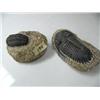 Image 1 : 2 ancient fossils (3)