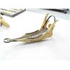 Image 2 : 11" caribou jaw and baleen sled with seal skin bag ca. 1960 (3)
