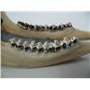 Image 4 : 11" caribou jaw and baleen sled with seal skin bag ca. 1960 (3)
