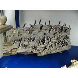 Huge puffin rookery with 40+ birds by Gabriel Payenna (3)