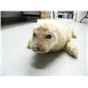 Image 2 : Stuffed baby seal pillow, ca. 1920 (3)