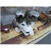 Image 2 : Husky Plush Toy