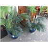 Image 1 : Blue Potted Silk Ferns - Pair