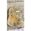 Image 2 : ORTHOCERAS FOSSIL PLAQUE 7"  RETAIL $680.00