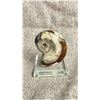 Image 2 : AMMONITE ORTHOCERAS FOSSIL RETAIL $249