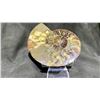 Image 1 : AMMONITE FOSSIL RETAIL $800