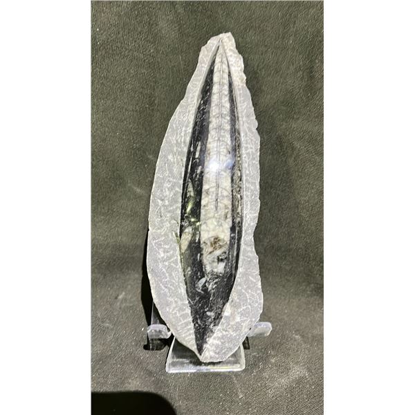 ORTHOCERAS FOSSIL RETAIL $480