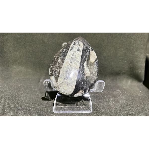 ORTHOCERAS FOSSIL RETAIL $480