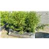 Image 2 : ONE PALLET OF CEDAR HEDGING