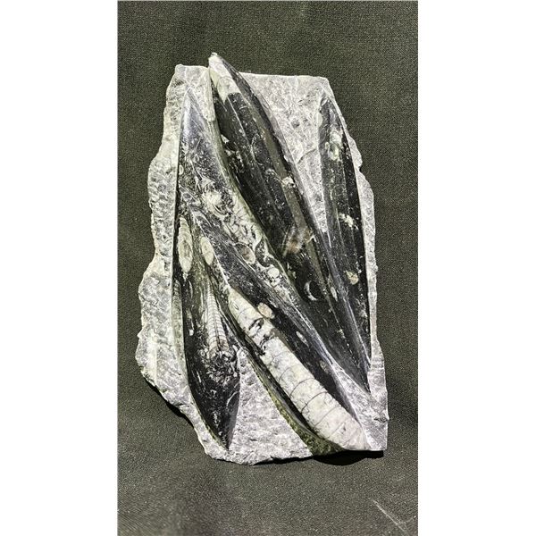 ORTHOCERAS FOSSIL APPROX 7.5" RETAIL $800
