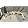 Image 1 : DEER ANTLER
