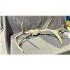 Image 2 : DEER ANTLER