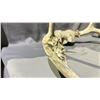 Image 3 : DEER ANTLER