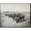 Image 1 : Huffman, L. A., collotype, Buffalo Family, 8" x 10", framed