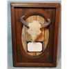 Image 1 : Scriver, Bob, plaster sculture, Buffalo Skull, 7" x 3" in wood frame