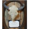 Image 2 : Scriver, Bob, plaster sculture, Buffalo Skull, 7" x 3" in wood frame