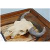 Image 4 : Scriver, Bob, plaster sculture, Buffalo Skull, 7" x 3" in wood frame