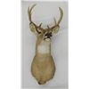 Image 1 : Whitetail buck mount, 5 pt., 17" spread, mounted by Tuffy Berg, Augusta, MT 1970