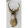 Image 2 : Whitetail buck mount, 5 pt., 17" spread, mounted by Tuffy Berg, Augusta, MT 1970