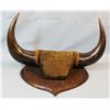 Image 2 : Buffalo horn rack, 17" spread, old cloth covered, made by Crow Indians to sell to tourists and at tr