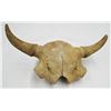 Image 2 : Partial buffalo skull, 25" w