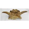 Image 2 : (2) buffalo skulls, 17 «" w and 22" w