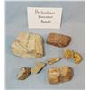 Image 2 : Prehistoric dinosaur bones, 8 assorted pcs