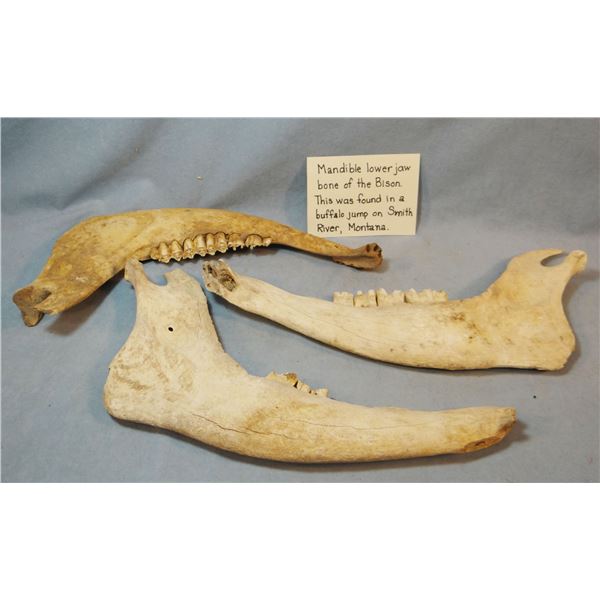 (2) Bison mandibles, found at buffalo jump, Smith River, MT