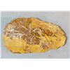 Image 2 : Chipped stone scraping tool, Dago Hill, Fort Shaw, MT