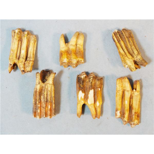 9 pcs: (5) Assorted bison teeth, Sun River, MT and (4) fire rocks from camp fires