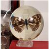 Image 2 : Insect Resin Paperweights, Keychains, Decor + Elephant (41) [178694]