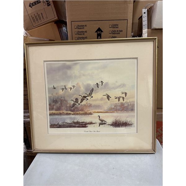 Canada Geese Deer Island