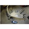 Image 1 : Moose Antler - Natural Shed