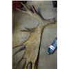 Image 3 : Moose Antler - Natural Shed