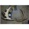 Image 1 : 2- Moose ? Antlers - Natural Shed