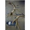Image 3 : 2- Moose ? Antlers - Natural Shed