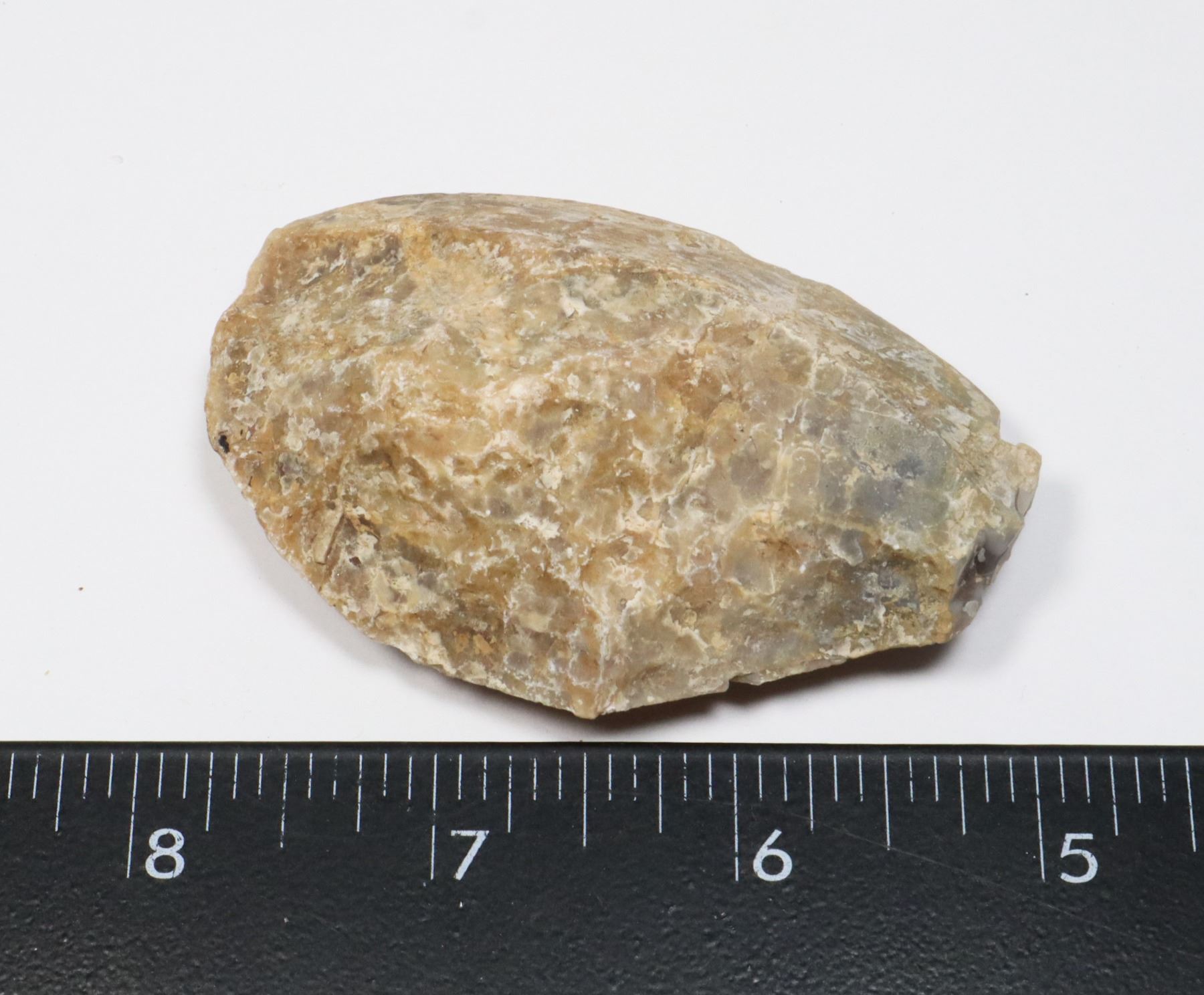 Rough Turtle Shell MEDIUM/SMALL TURTLE SHELL COLOR ROUGH GEOLOGICAL
