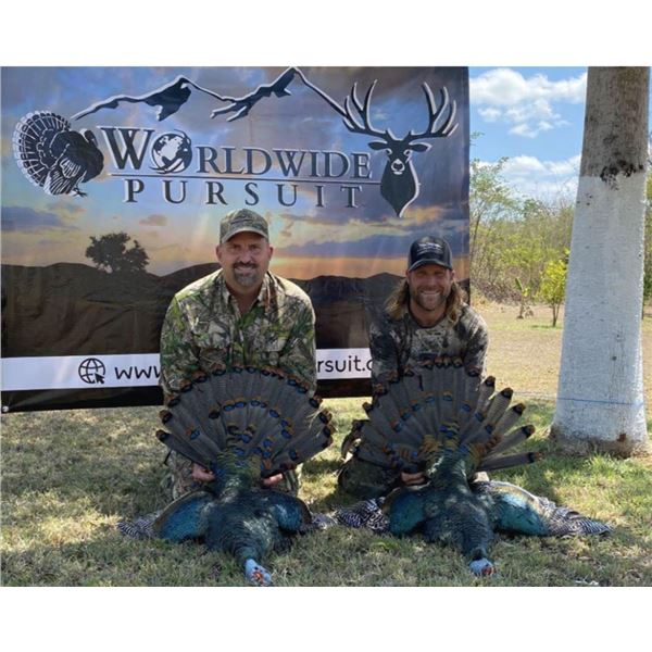 MEXICO OCELATED TURKEY HUNT