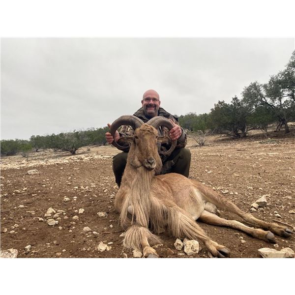 TEXAS AOUDAD HUNT