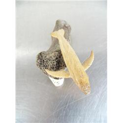 3-3/4" bone whale- imported, not Alaskan ()