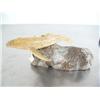 Image 2 : 3-3/4" bone whale- imported, not Alaskan ()
