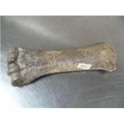 8" ancient leg bone probably from horse or camel ()