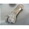 Image 2 : 8" ancient leg bone probably from horse or camel ()