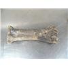 Image 3 : 8" ancient leg bone probably from horse or camel ()