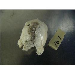 1-3/4" carved bone tortoise- imported, not Alaskan ()