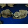 Image 3 : Lot of 5: 4 carved bone bears and 1 wood box with ivory top ()